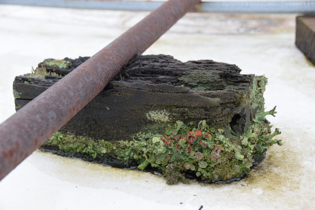 The toxic top The environmental and structural risks of treated lumber